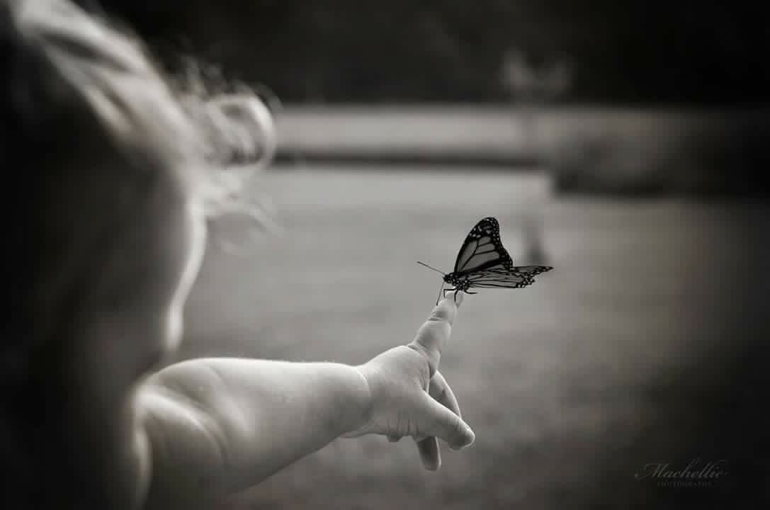 MARIPOSAS Y NEGOCIO